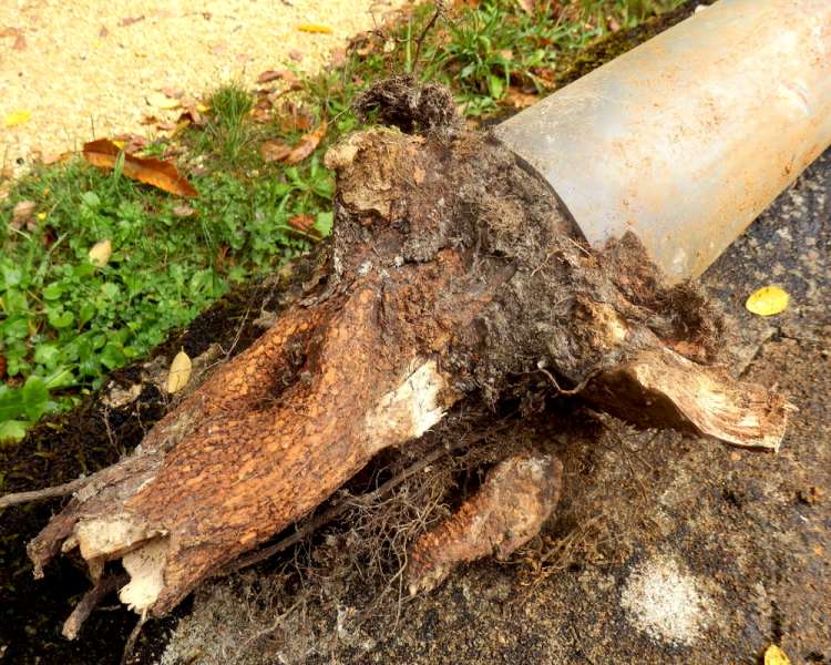 Blocked Drains